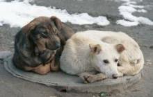 Депутаты требуют от администрации Томска действенных мер по обеспечению безопасности томичей от бездомных животных