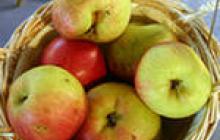 «Золотая яблоня» дала плоды